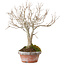 Zelkova serrata, 23 cm, ± 25 jaar oud, met een nebari van 4 cm
