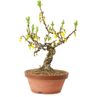 Forsythia suspensa, 20 cm, ± 15 años de edad