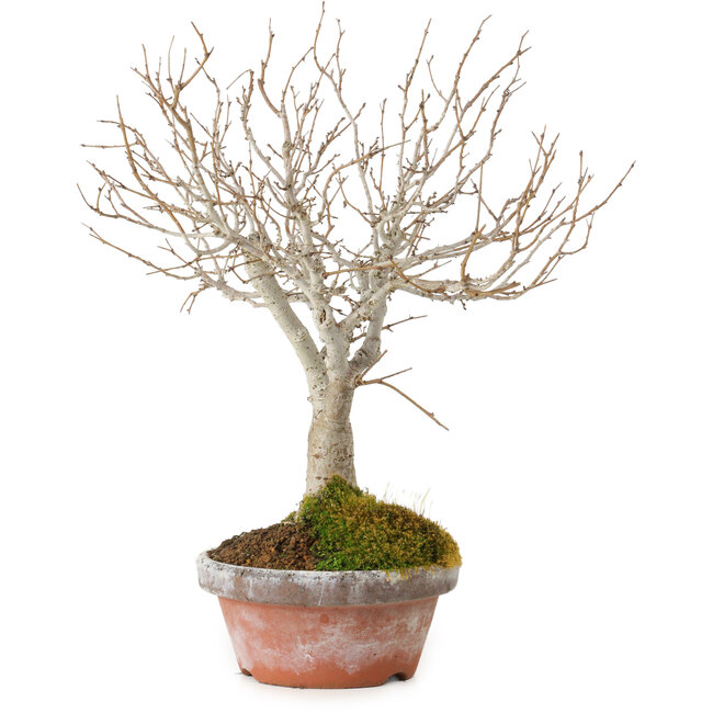 Zelkova serrata, 23 cm, ± 25 years old, with a nebari of 4 cm