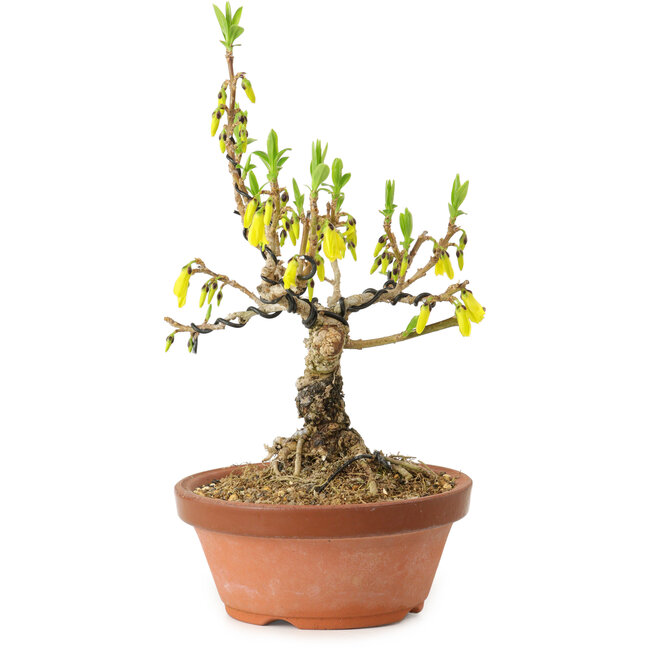 Forsythia suspensa, 20 cm, circa 15 anni