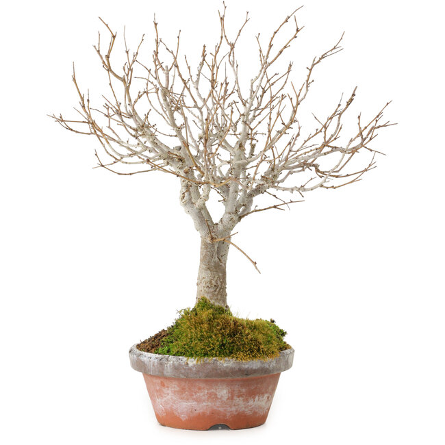 Zelkova serrata, 23 cm, ± 25 anni, con nebari di 4 cm