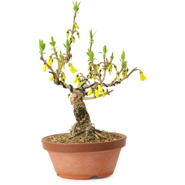 Forsythia suspensa, 20 cm, ± 15 ans