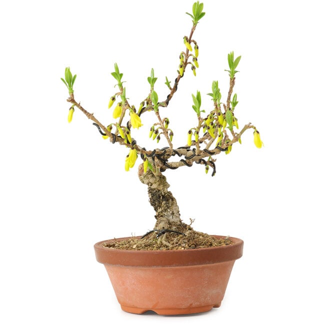 Forsythia suspensa, 20 cm, ± 15 ans