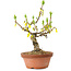 Forsythia suspensa, 20 cm, ± 15 ans