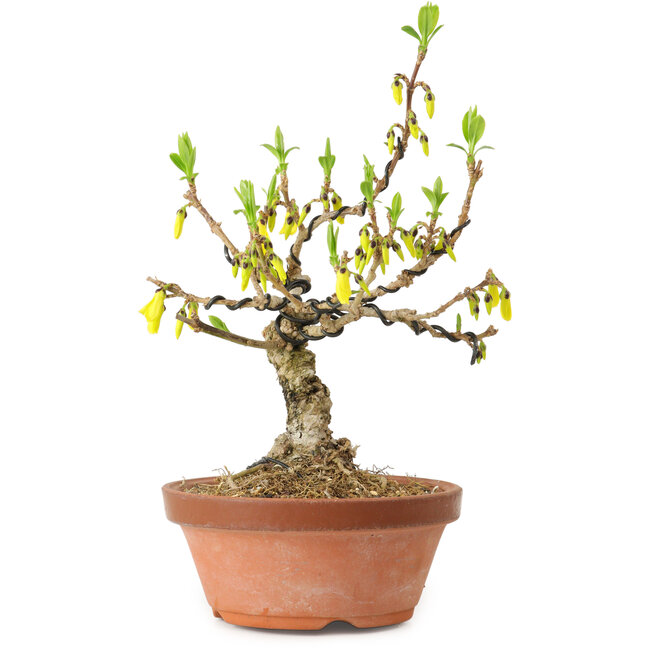 Forsythia suspensa, 20 cm, circa 15 anni