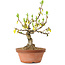 Forsythia suspensa, 20 cm, ± 15 ans