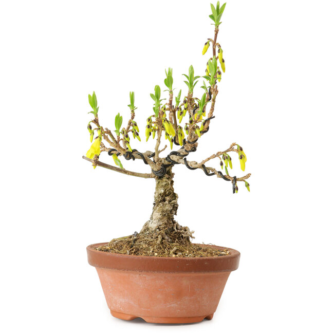 Forsythia suspensa, 20 cm, circa 15 anni