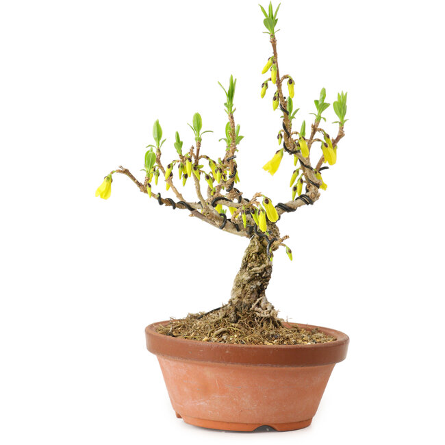 Forsythia suspensa, 20 cm, circa 15 anni