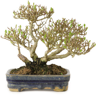 Ligustrum, 14 cm, ± 15 jaar oud