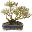 Ligustrum, 14 cm, ± 15 years old