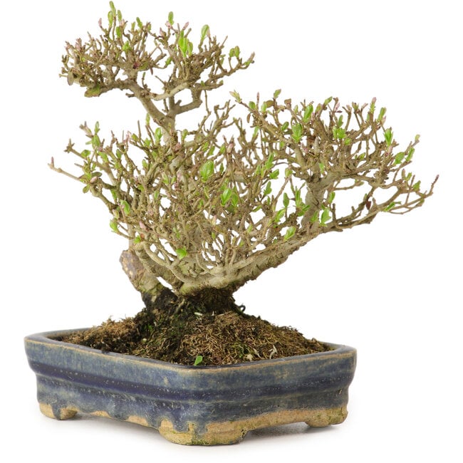 Ligustrum, 14 cm, ± 15 jaar oud