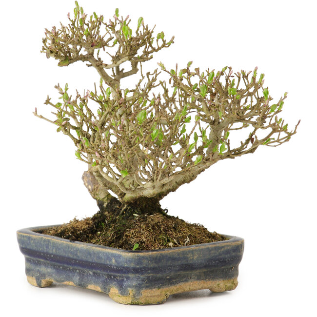 Ligustrum, 14 cm, ± 15 years old