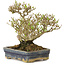 Ligustrum, 14 cm, ± 15 ans