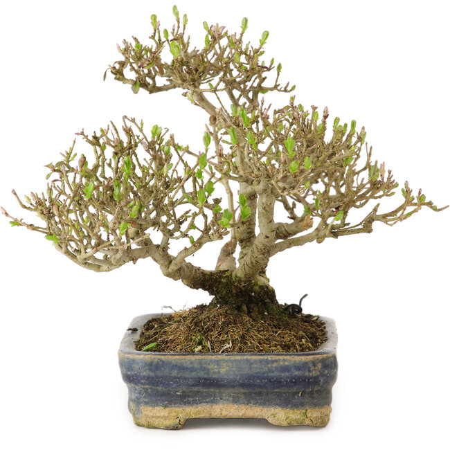 Ligustrum, 14 cm, ± 15 ans