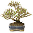 Ligustrum, 14 cm, ± 15 years old