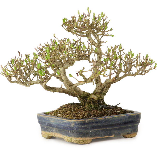Ligustrum, 14 cm, ± 15 ans
