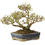 Ligustrum, 14 cm, ± 15 years old