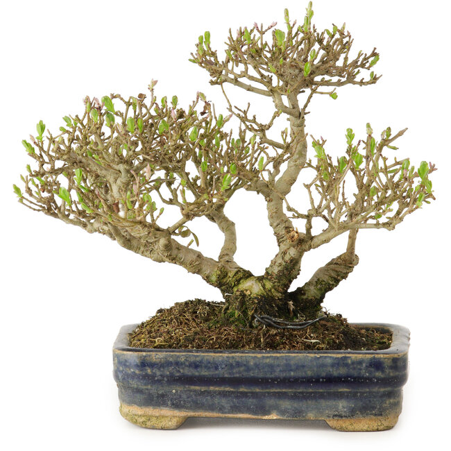 Ligustrum, 14 cm, ± 15 years old