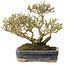 Ligustrum, 14 cm, ± 15 jaar oud
