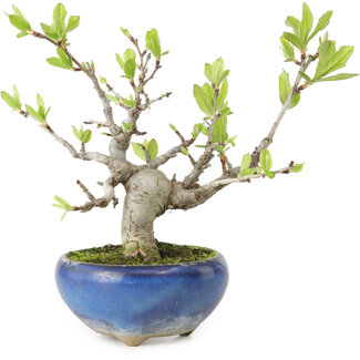 Pourthiaea villosa Decne, 14 cm, ± 10 años