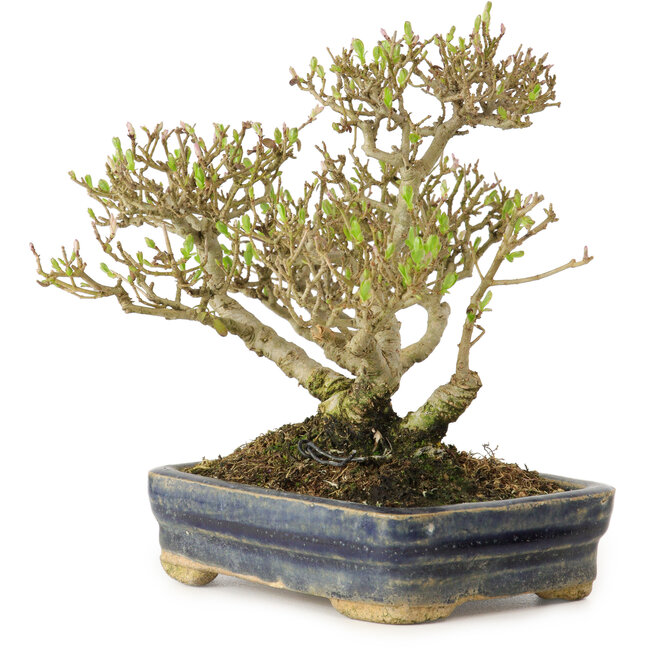 Ligustrum, 14 cm, ± 15 ans