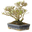 Ligustrum, 14 cm, ± 15 ans