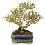 Ligustrum, 14 cm, ± 15 years old