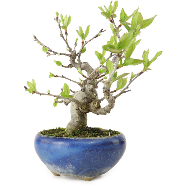 Pourthiaea villosa Decne, 14 cm, ± 10 years old