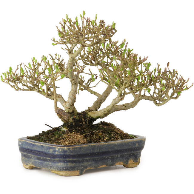 Ligustrum, 14 cm, ± 15 ans
