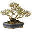 Ligustrum, 14 cm, ± 15 jaar oud