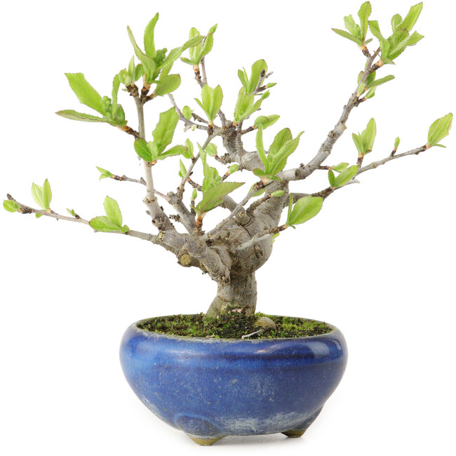 Pourthiaea villosa Decne, 14 cm, ± 10 Jahre alt