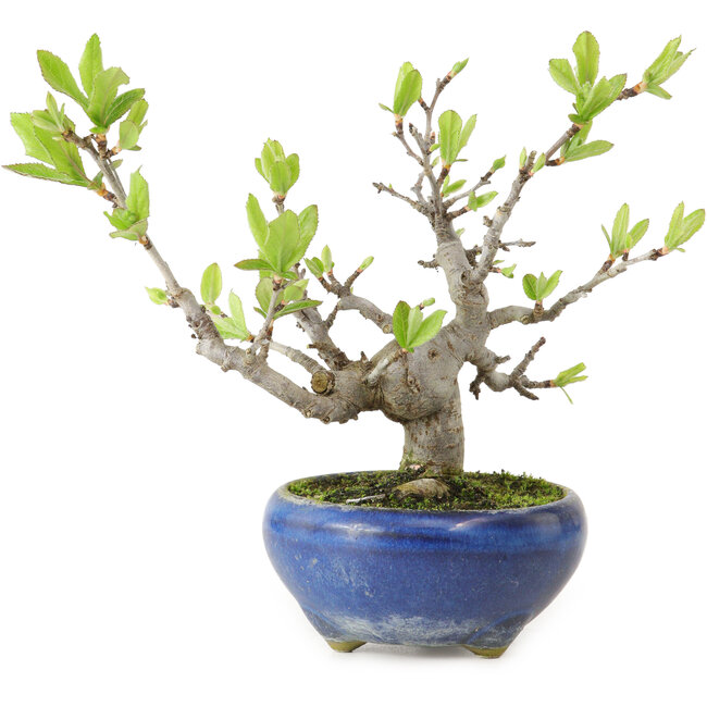 Pourthiaea villosa Decne, 14 cm, ± 10 years old