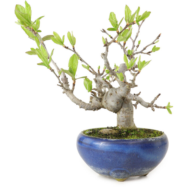 Pourthiaea villosa Decne, 14 cm, ± 10 years old