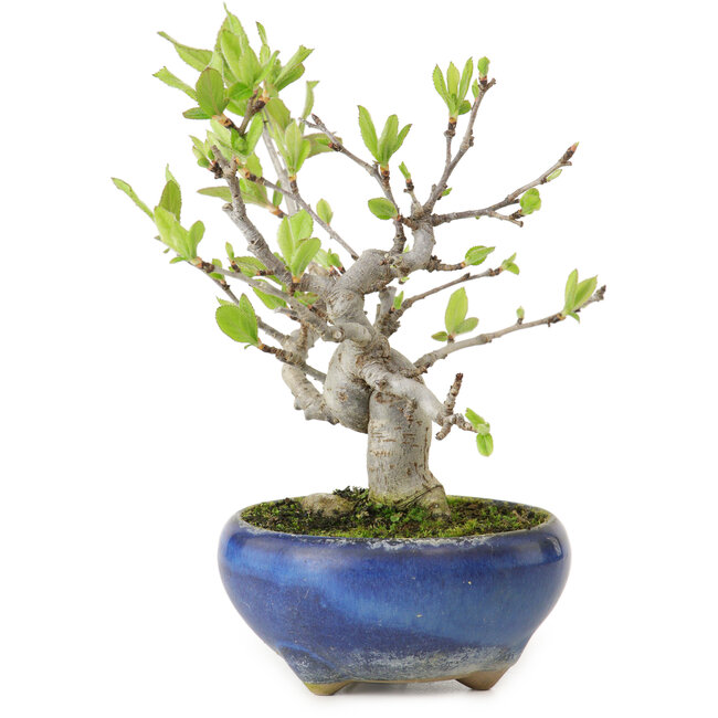 Pourthiaea villosa Decne, 14 cm, ± 10 years old