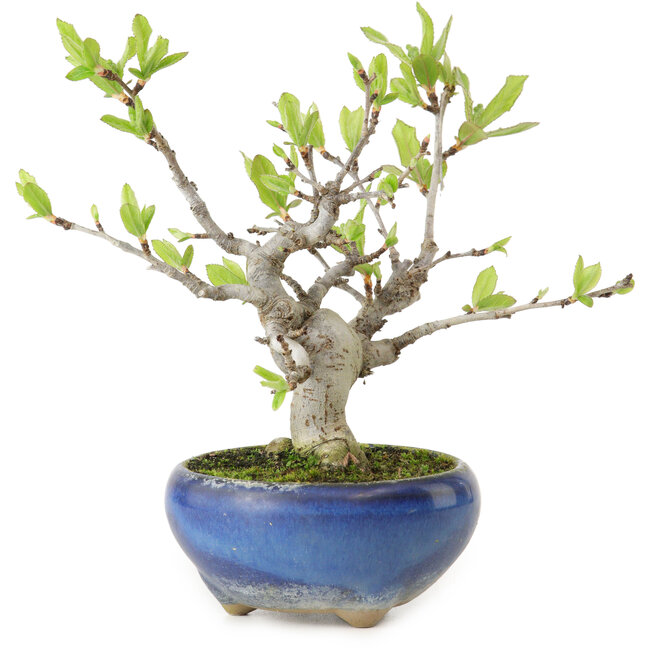 Pourthiaea villosa Decne, 14 cm, ± 10 years old