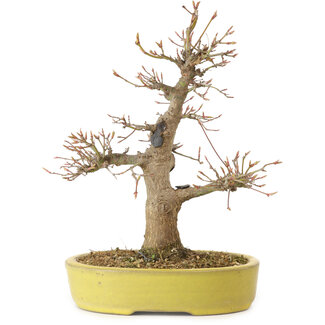 Acer palmatum, 25 cm, ± 20 Jahre alt