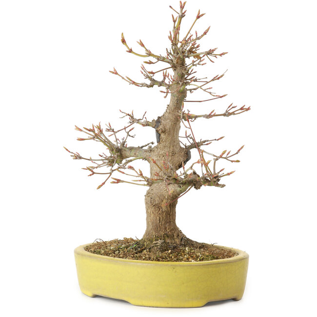 Acer palmatum, 25 cm, ± 20 anni, con nebari di 7 cm