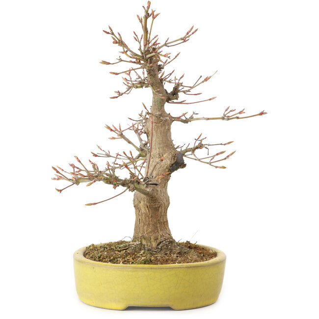 Acer palmatum, 25 cm, ca. 20 Jahre alt, mit einem Wurzelhals von 7 cm