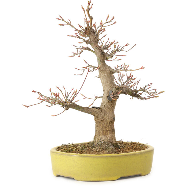 Acer palmatum, 25 cm, ± 20 anni, con nebari di 7 cm
