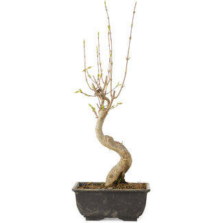 Acer buergerianum, 27 cm, ± 8 years old