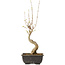 Acer buergerianum, 27 cm, ± 8 years old