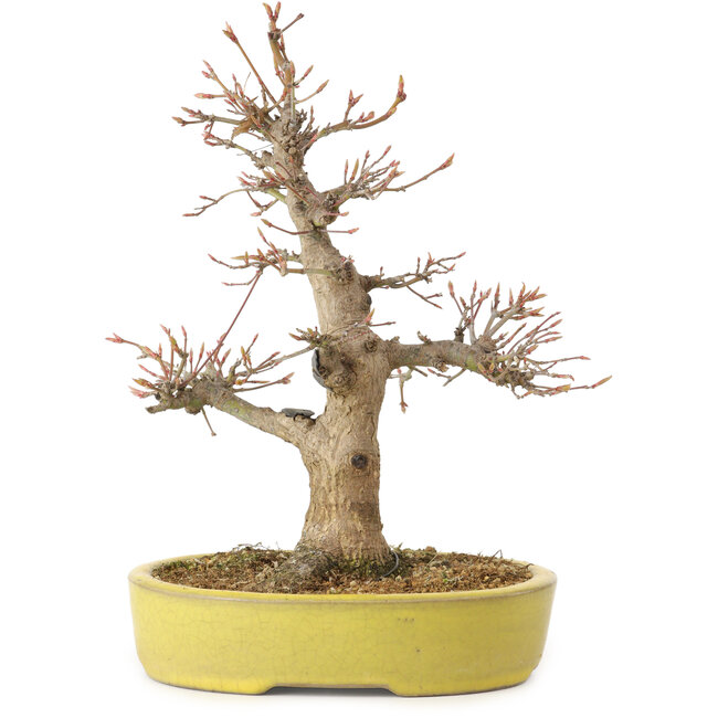 Acer palmatum, 25 cm, ± 20 ans, avec un nebari de 7 cm