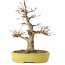 Acer palmatum, 25 cm, ± 20 anni, con nebari di 7 cm