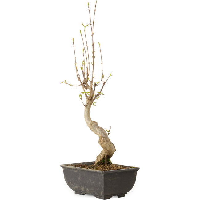 Acer buergerianum, 27 cm, ± 8 jaar oud