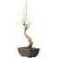 Acer buergerianum, 27 cm, ± 8 jaar oud