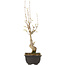 Acer buergerianum, 27 cm, ± 8 jaar oud