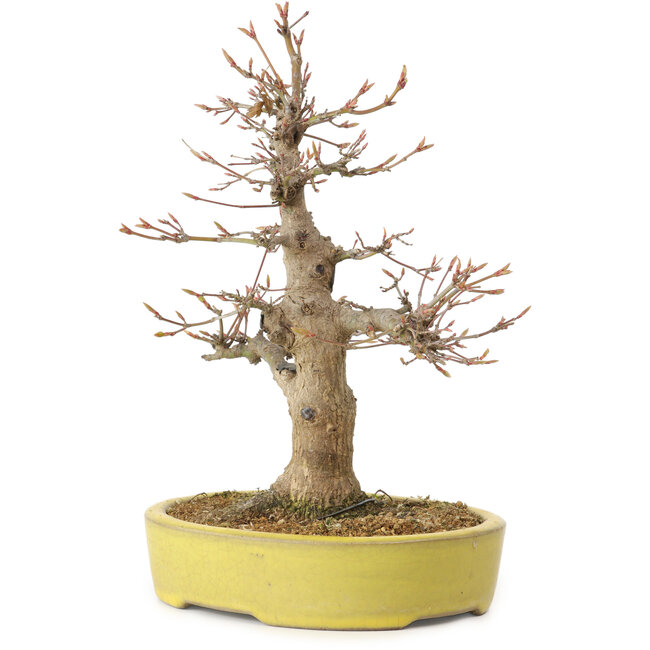 Acer palmatum, 25 cm, ± 20 años, con un nebari de 7 cm