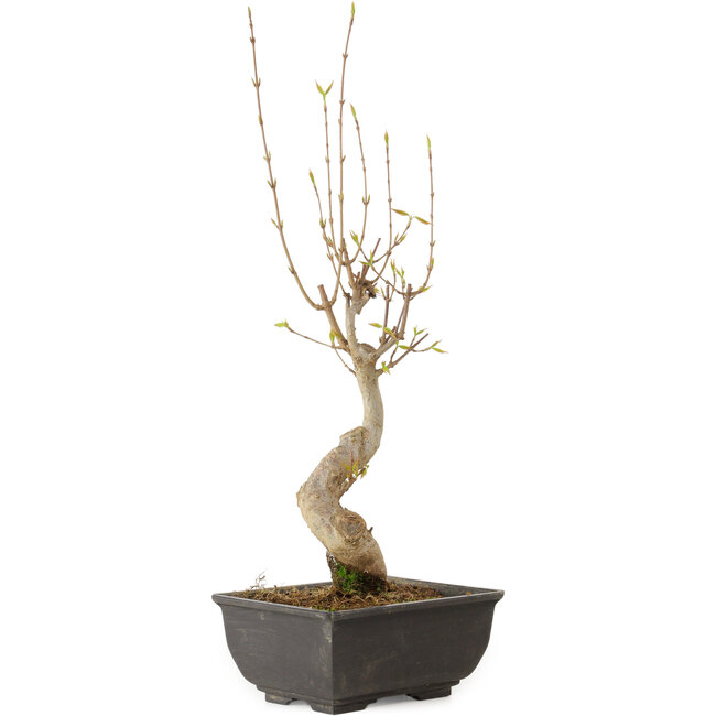 Acer buergerianum, 27 cm, ± 8 años