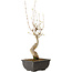 Acer buergerianum, 27 cm, ± 8 jaar oud