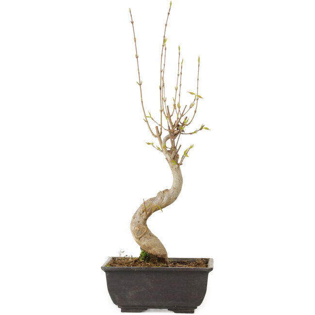 Acer buergerianum, 27 cm, ± 8 ans